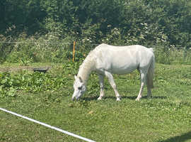 Welsh a companion pony