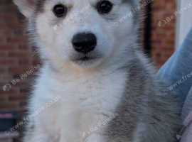 Siberian Husky Puppies