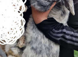 Male buck called oreo. 2 years old lovely bunny.