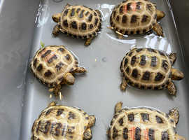 Beautiful baby horsefield tortoise ready to go to their forever homes