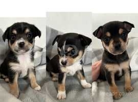 3 Female Chihuahua pups