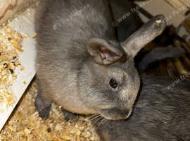 Female rabbit FREE to a good home