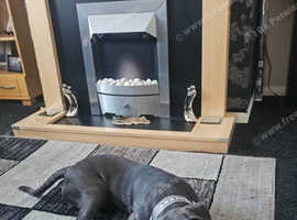 Staffordshire bull terrier Diesel