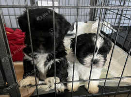 Lovely lhasa apsos looking for for ever home