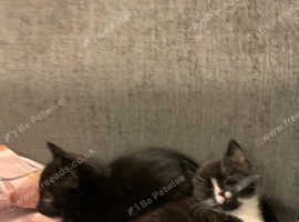 Kittens looking for forever loving homes