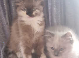 2 playful female kittens available