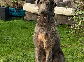 Deerhound store x collie