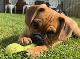 Pugalier boy