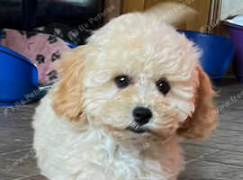 Cavapoonchon puppy