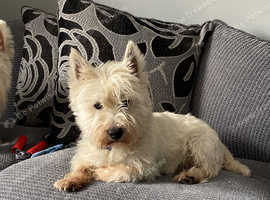 Westie puppies for hot sale sale north east