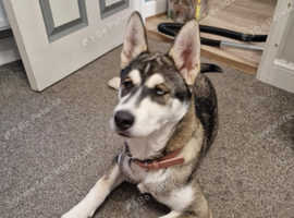 10 month old female husky