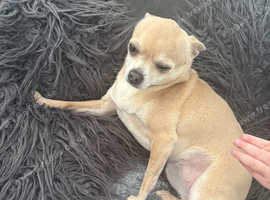 My 5 year old chihuahua