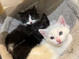 Kittens Mixed breed with Scottish fold