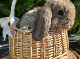 Beautiful mini lop baby