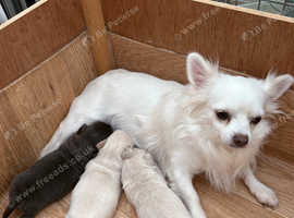 Beautiful Chiweenie Pups for sale (L/H Dachshund x L/H Chihuahua)