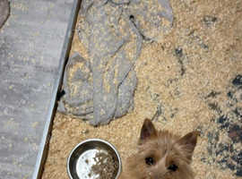 8 month old puppy for sale