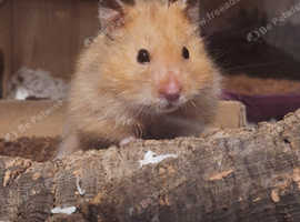 Hamster with large set up