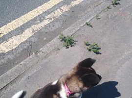 Pup for sale