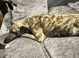 Male greyhound