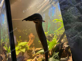 Fire eel