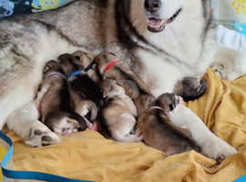 8 Alaskan Malamute Puppies