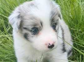 Blue Pedigree Border Collie puppies. KC reg, DNA and health tested.