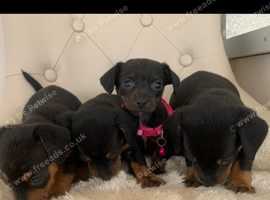 Dachshund x Yorkshire terrier