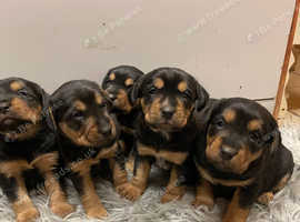 Adorable border terrier X cocker spaniels