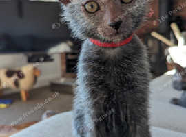 Adorable Lykoi Werewolf kittens