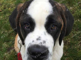 KC Registered Saint Bernard