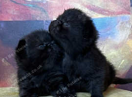 Beautiful Exotic Shorthair Kittens For Sale