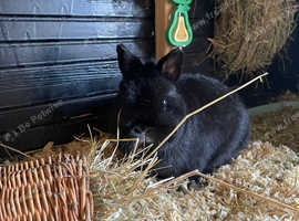 Netherland dwarf doe 1yr