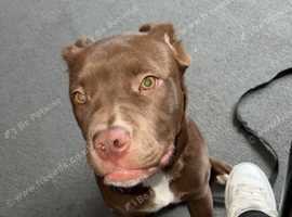 North American mastiff x rottewiler