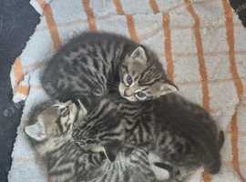 Bengal cross kittens