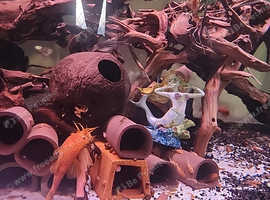 Super reds pleco for sale collection only.