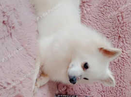 Russian chihuahuas cross pomeranian female puppies