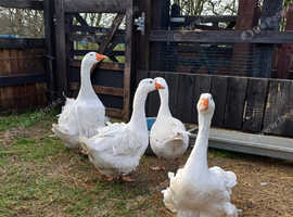 SEBASTOPOL FERTILISED HATCHING EGGS