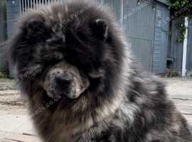 Chow chow stud