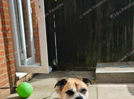 6 year old female Staffordshire bull terrier