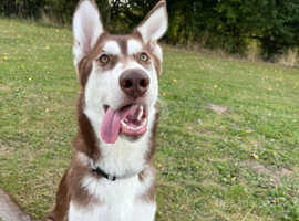 Dexter; 2year old  husky and malamute mix dexter