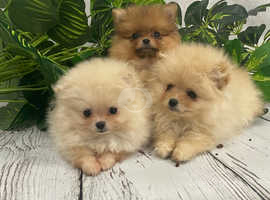 Gorgeous pedigree teddy bear pomeranian puppies