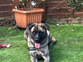 Beautiful puppy for sale