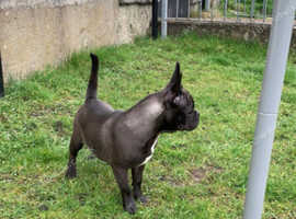 6 months male frug