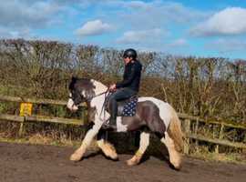 Beautiful coloured cob