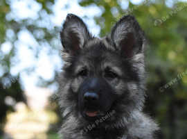 Silver sable long coat german cheap shepherd