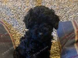 Westiepoo