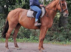 7yo 16.2hh ISH mare.