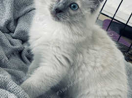 Blue tipped ragdoll kitten