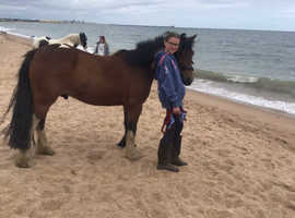 Lovely 5YO 13.3 coloured gelding