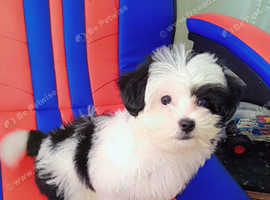 Malshis puppy (Maltese x shih tzu) for sale